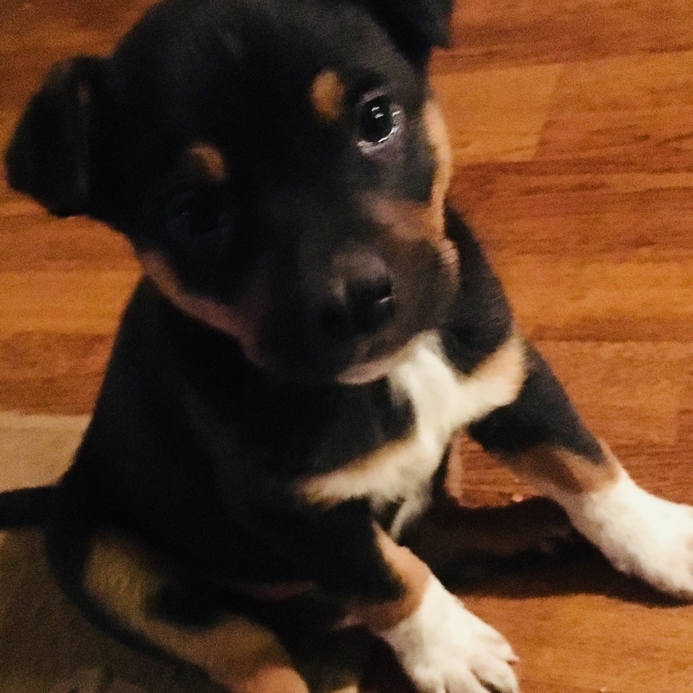 Meet your Posher, Sandy